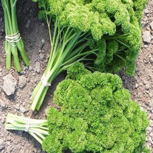 Parsley 'Moss Curled' Seeds
