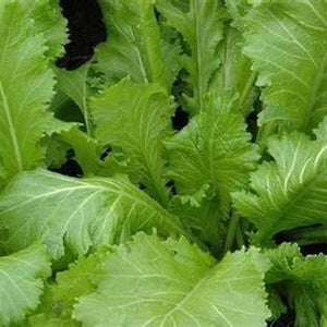 Mustard 'Horned' Seeds