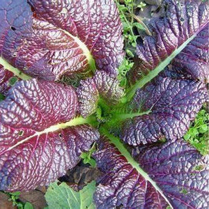 Mustard 'Red Giant' Seeds