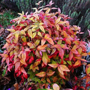 Nandina Domestica DWARF 'Heavenly Bamboo' Seeds