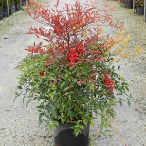 Nandina Domestica TALL 'Sacred Bamboo' Seeds