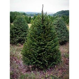 Picea Abies 'Christmas Tree Norway Spruce' Seeds