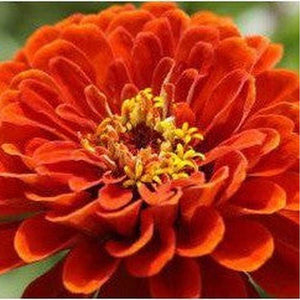 Zinnia 'Oriole Orange Gold' Seeds