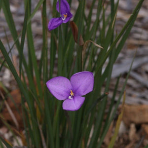 Patersonia Occidentalis 'Native Iris'