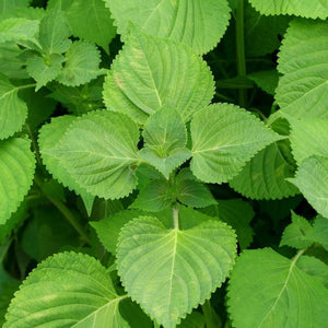 Perilla 'Green' Seeds
