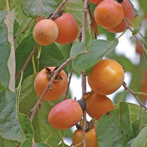 Diosphyros Virginiana 'American Persimmon' Seeds
