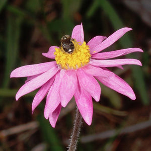 Everlasting Schoenia Cassiana 'Pink Cluster Everlasting' Seeds