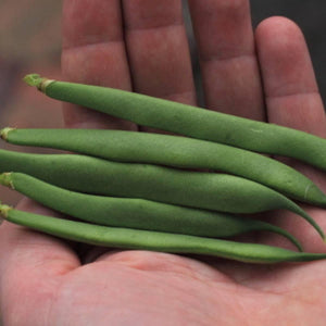 Bean 'Redland Dwarf Pioneer' Seeds