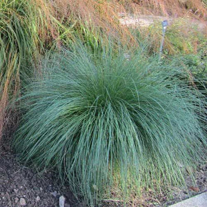 Poa poiformis 'Blue Tussock Grass' Seeds