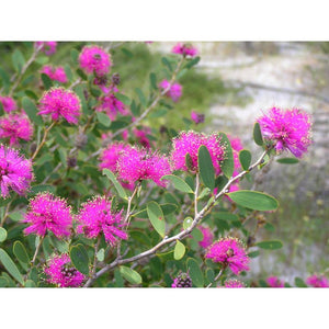 Melaleuca Conthamnoides 'Purple Pom-Pom Myrtle' Seeds