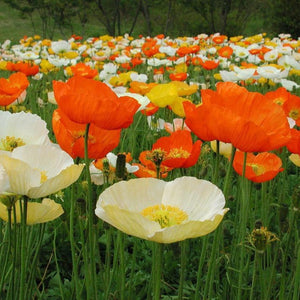 Poppy 'Artist Glory Mix' Seeds