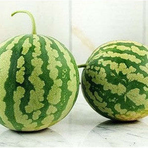 Preserving Melon 'Red Seeded Citron' Seeds