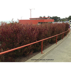 Dodonea Viscosa Purpurea ‘Purple Sticky Hop Bush’ Seeds