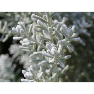 Maireana melanocoma 'Pussy Bluebush' Seeds