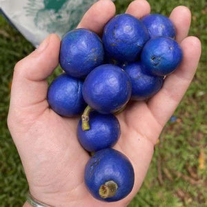 Elaeocarpus Grandis ’Blue Quandong' Seeds
