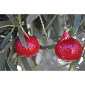 Santalum acuminatum "Native Peach Quandong" Single Stone