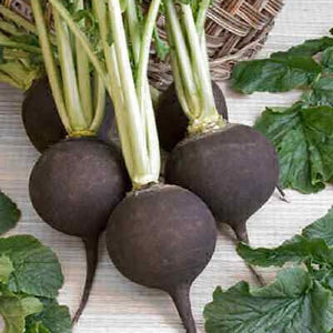 Radish 'Black Spanish Round' Seeds