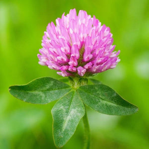 Red Clover Seeds