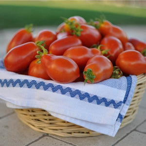 Tomato 'Red Fig' Seeds