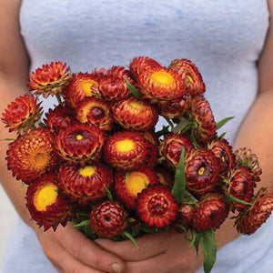 Everlasting Paper Daisy Strawflower 'Red Scarlet' Seeds