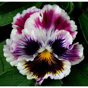 Pansy 'Regal Ruffles Mix' Seeds