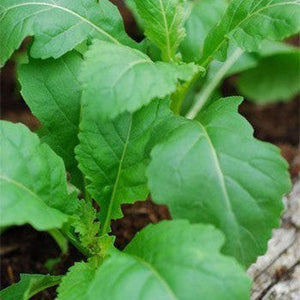 Rocket 'Wasabi' Seeds
