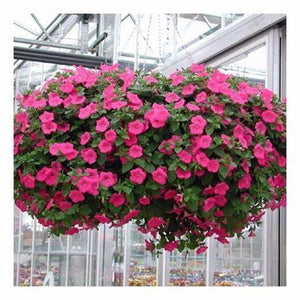 Petunia 'Rose Of Heaven' Seeds