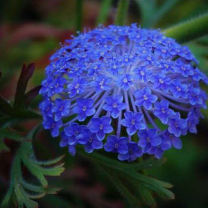 Rottnest Daisy Trachymene Coerulea 'Blue Lace Flower' Seeds