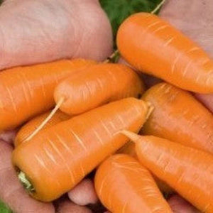 Carrot 'Royal Chantenay' Seeds