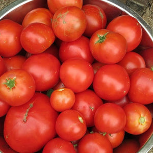 Tomato 'Rumsey's Red' Seeds