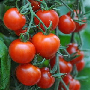 Tomato 'Salad Special' Seeds