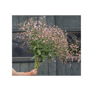 Saponaria 'Pink Beauty' Seeds