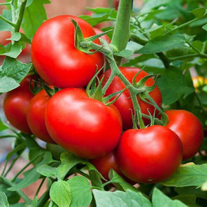 Tomato 'Saturn' Seeds