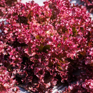 Lettuce 'Selway Red' Seeds