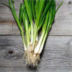 Spring Onion ‘All Year’ Seeds