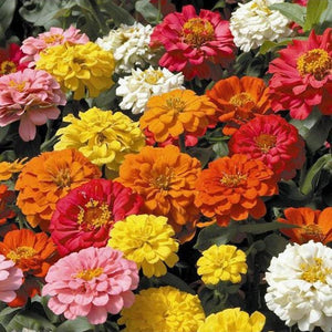 Zinnia 'Tetra State Fair' Seeds