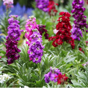 Stocks 'Giant Imperial Mix' Seeds