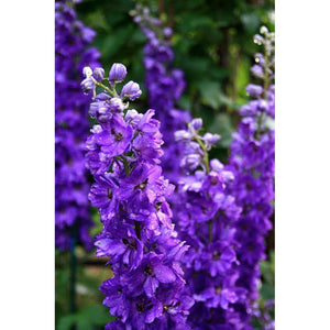 Stocks '10 Week Purple' Seeds