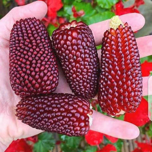 Corn 'Strawberry Corn' Seeds