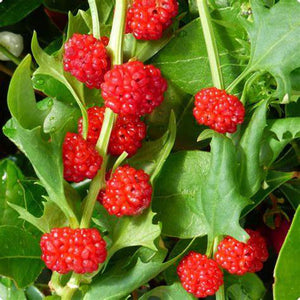 Chenopodium Foliosum 'Strawberry Spinach' Seeds