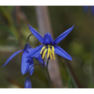 Stypandra Glauca 'Graceful Blue Lily' Seeds