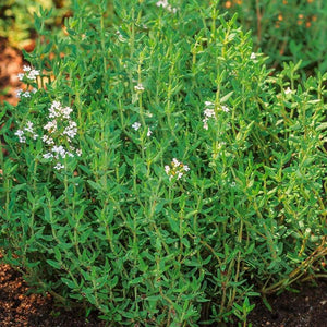 Thyme ‘Summer Thyme’ Seeds