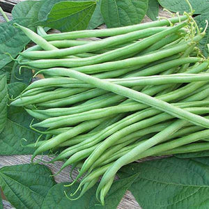 Bean 'Sunray Delight' Heirloom Seeds