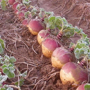 Swede 'All Round' Seeds