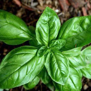 Basil 'Sweet' Seeds