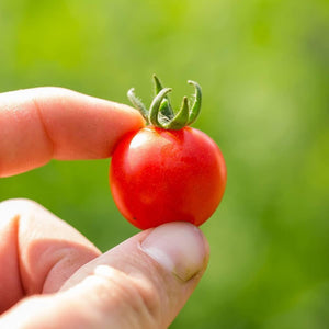 Tomato 'Sweet Marbles' Seeds