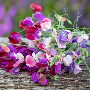 Sweetpea 'Bijou Dwarf Mix’ Seeds