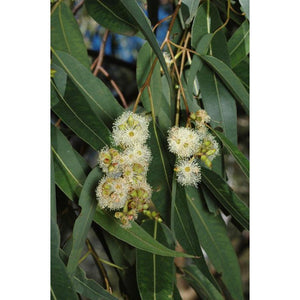 Eucalyptus Saligna 'Sydney Blue Gum' Seeds