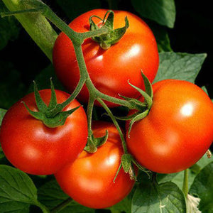 Tomato 'Tatura Dwarf Globe' Seeds