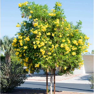 Tecoma Stans 'Yellow Bells' Seeds